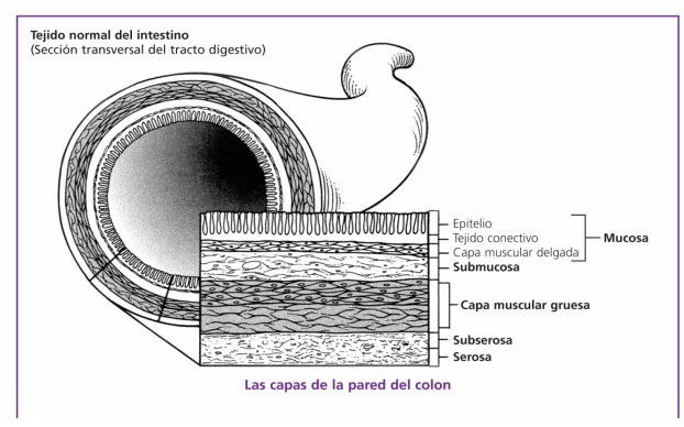 Capasdelaparedcolon