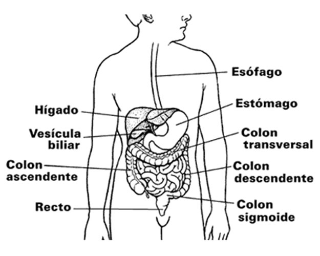 Que Organos Hay Al Lado Derecho Del Cuerpo Humano