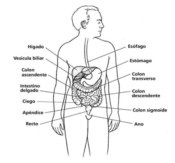 estructuraPancreas