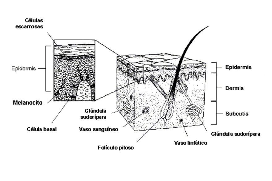 estructuraPiel