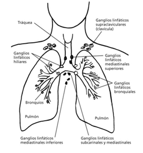 estructuraPulmon