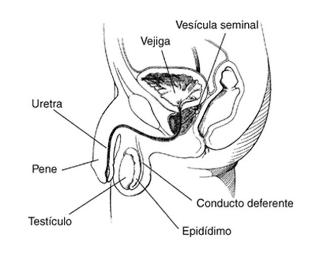 estructuraTesticulo