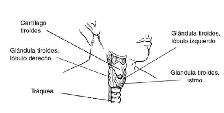 estructuraTiroides