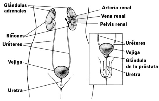 estructuraVejiga