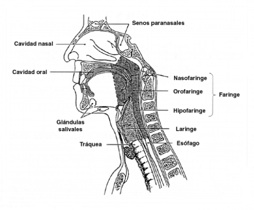 estructuracavidadoral