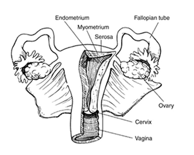 estructuraEndometrio2